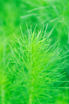Dog fennel, dogfennel or Eupatorium capillifolium or false dill tree or Asteraceae or anethum
