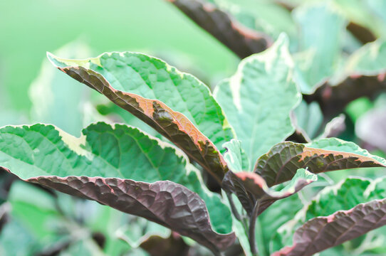Clerodendrum quadriloculare Blanco Merr or Labiatae or  Lamiaceae or The Quezonia or purple , green and white leaf
