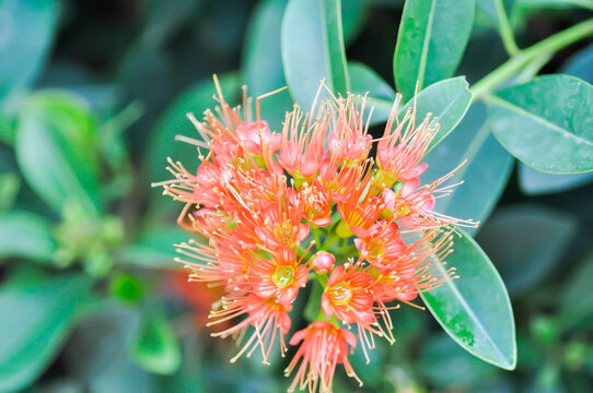 Golden Penda, Junjum or Expo Gold or  Metrosideros fulgens or  MYRTACEAE or Xanthostemon chrysanthus or red flower