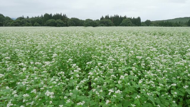 満開に花の咲くそば畑