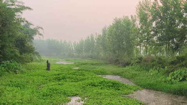 Lush green tree standing alone in a misty grassy field during early morning or late afternoon.