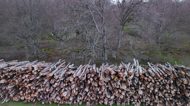 Piles of felled beech trees in the Sierra de Entzia. Alava. Basque Country. Spain. Europe