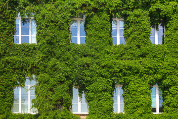 Multi-storey house facade completely covered with green plants, only windows visible through dense vegetation ivy on building walls. © ALEXEY