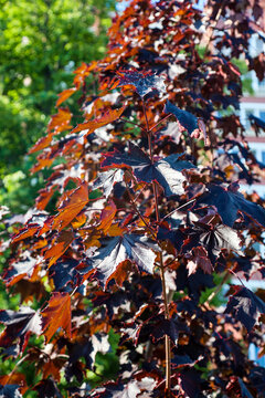 Young saplings of maple grow near an apartment building small maples with black, brownish-red foliage stand on the street next to a residential building.
