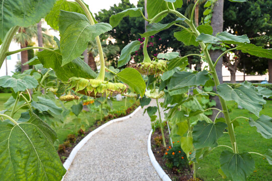 Narrow well-groomed garden path among tall blooming sunflowers in hotel garden, beautiful landscape design with yellow flowers outdoors.