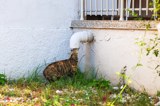 Curious cat drinking water with its head stuck inside a drainpipe, funny pet sticking muzzle into metal gutter pipe outdoors.