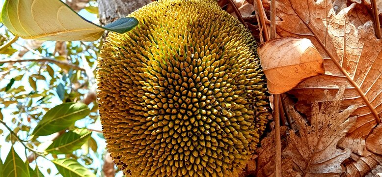 Ripe jackfruit growing on a tree trunk surrounded by dry leaves in a tropical environment