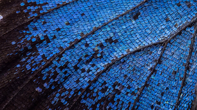 Butterfly wing showing intricate blue scales creating a unique biological surface texture, providing inspiration for biomimicry design and innovative material science