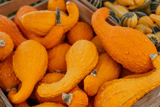 Small Orange Decorative Gourds and Squash