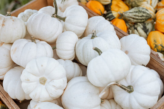 White Pumpkins and Decorative Squash