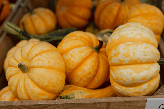 White and Orange Pumpkins at Fall Harvest