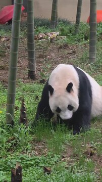 A giant panda walking through a bamboo forest enclosure