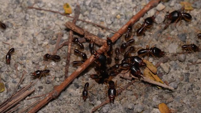 Soldier Termites Gather Around Twig on Ground in Batam, Indonesia 4K