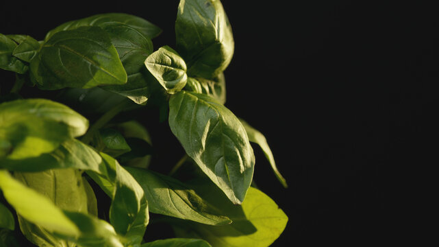 Macro close-up of a fresh green basil plant in warm sunlight with copy space. Vibrant foliage texture, natural lighting, organic ingredient background for healthy cooking and culinary content.