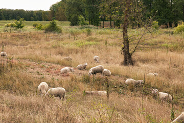 Fototapeta premium Flock of sheep grazing freely across a dry natural pasture with tall grass, scattered shrubs and trees in the countryside.
