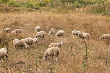 Flock of sheep grazing among tall dry grass on an extensive rural pasture during late summer. © Eric