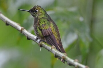 Fototapeta premium Buff-tailed coronet hummingbird resting on a lichen-covered branch, Bellavista Cloud Forest Reserve, Ecuador