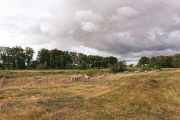 Sheep grazing across a dry rural pasture beneath heavy dark storm clouds, creating a dramatic agricultural landscape. © Eric