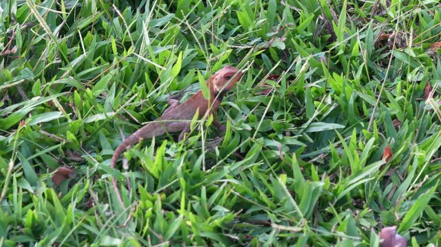 Oriental Garden Lizard Stares in Green Grass, Indonesia, Stationary Shot 4K