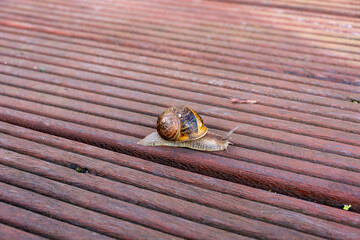 Garden Snail Crawling Across Wooden Deck © La Media Vola