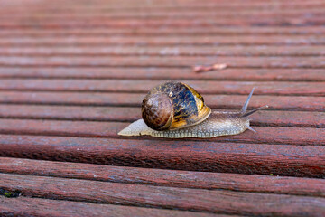 Garden Snail Crawling Across Wooden Deck © La Media Vola