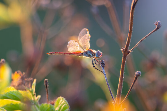 View of a nomad dragonfly resting on a thin twig, backlit by warm golden hour sunlight, highlighting its translucent wings and delicate body, North Coast, Matrouh Governorate, Egypt.