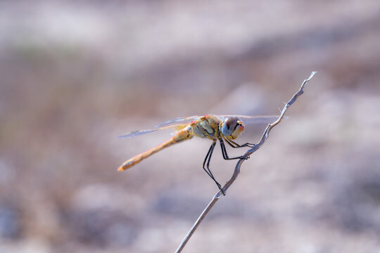 View of a Nomad dragonfly resting on a thin dry twig against a soft blurred background in North Coast, Matrouh Governorate, Egypt.