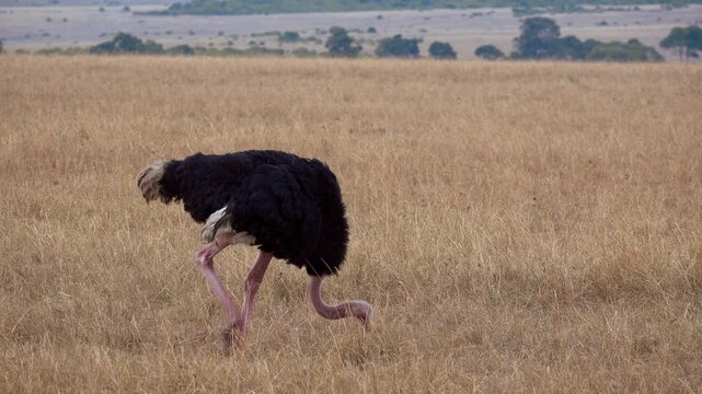 Maasai Mara Natural Reserve, Kenya. Male ostrich standing in the African savanna.