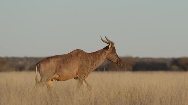 Common tsessebe, or sassaby (Damaliscus lunatus lunatus), in natural Kalahari-Nama Karoo transition habitat near Kimberley, Northern Cape, South Africa, showcasing African wildlife.