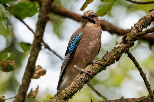 A close-up of a Eurasian jay (Garrulus glandarius) perched on a branch and looking toward the camera lens on a sunny autumn day against a blurred leaves background. 