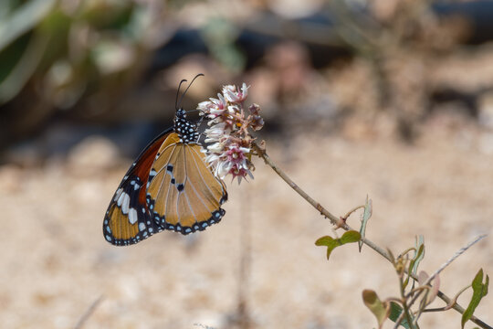 View of a Plain Tiger butterfly feeding on small white and pink flowers in the arid landscape of the North Coast, Alexandria Governorate, Egypt.
