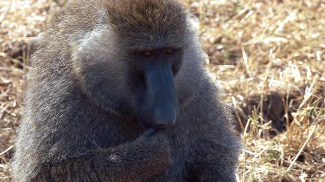 Troop of olive baboons in woodland in Maasai Mara, Kenya. 2 clips.