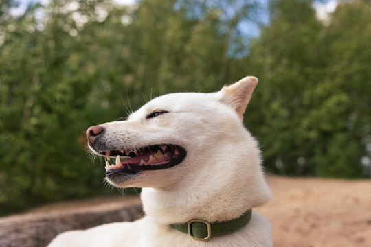 Close-up side profile of a white Shiba Inu panting outdoors, with visible teeth and soft green woodland bokeh in the background.
