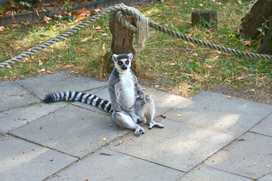 Ring Tailed Lemur Sitting Upright on Stone Path in Naturalistic Enclosure