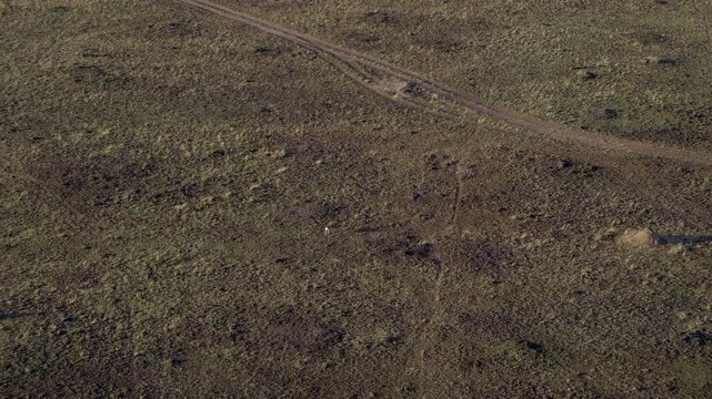 Thomson&rsquo;s gazelle running across Maasai Mara savanna from aerial view, Kenya