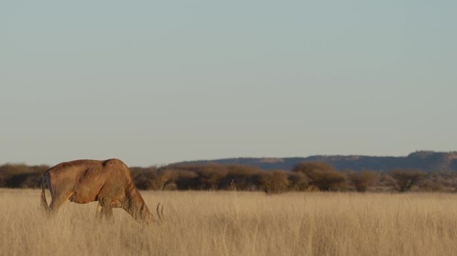 Common tsessebe, also known as sassaby (Damaliscus lunatus lunatus), feeding in natural Kalahari-Nama Karoo transition habitat near Kimberley, Northern Cape, South Africa.