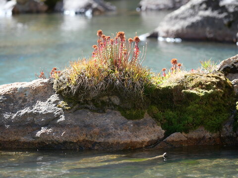 King's Crown (Rhodiola integrifolia) in Early Fall Along an Alpine Stream, Colorado