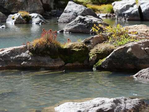 King's Crown (Rhodiola integrifolia) Growing on Rocks in an Alpine Stream, Colorado