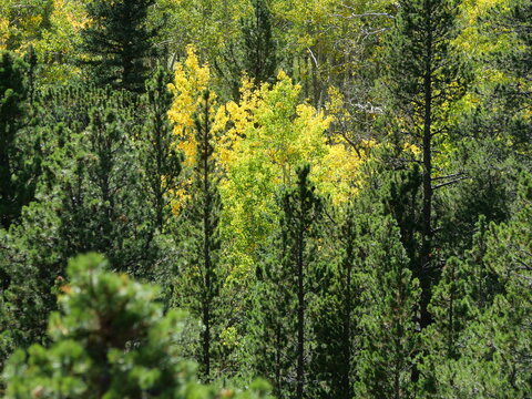 Quaking Aspen (Populus tremuloides) Turning Yellow Among Conifers in Colorado