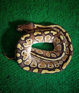 Close-up view of a coiled ball python with distinctive yellow, brown, and cream scale patterns resting on a light textured surface, highlighting the beauty and detail of this popular exotic reptile.
