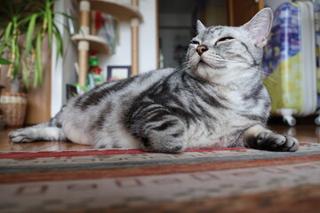 A calm indoor cat in the morning © Mt. Cape