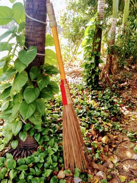 Traditional Coconut Leaf Broom Leaning on Tree