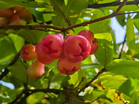 A bunch of fresh red wax apples (Syzygium samarangense) ripening on a tree branch surrounded by green leaves in a tropical garden.