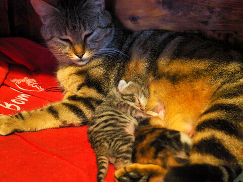 Mother tabby cat resting with her newborn kittens on a red blanket.