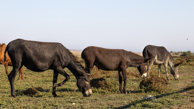 Group of Cyprus Donkeys (Equus asinus) Grazing in the Wild Wetlands, Akrotiri, Cyprus

