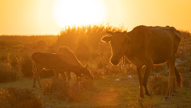 Cow (Bos taurus) with Calves Grazing in the Field at Golden Sunset, Akrotiri, Cyprus
