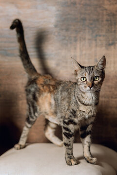 Gato jovem rajado