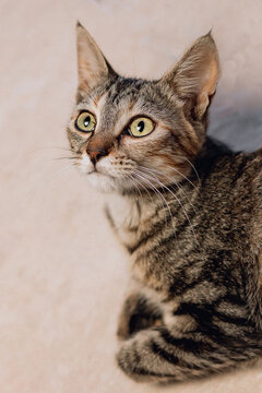 Gato jovem rajado