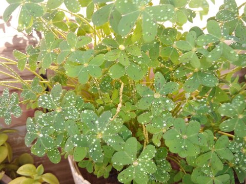 Vibrant green clover leaves glisten under a generous shower of morning dew, with tiny droplets pooling like scattered diamonds across every delicate surface. This refreshing nature-inspired scene ....