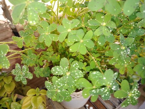 Vibrant green clover leaves glisten under a generous shower of morning dew, with tiny droplets pooling like scattered diamonds across every delicate surface. This refreshing nature-inspired scene ....